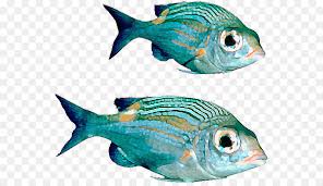 You can download free png images with transparent backgrounds from the largest collection on pngtree. Fisch Download Echte Fische Png Datei Png Herunterladen 600 512 Kostenlos Transparent Marine Biologie Png Herunterladen