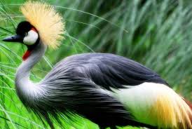 Grey Bird With Red Mohawk New Wave Punk Bird Photography Most Beautiful Birds Beautiful Birds