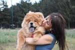 Chow Chow Puppies for Sale from Reputable Dog Breeders
