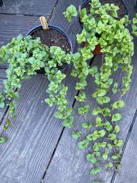 Image result for Clinopodium