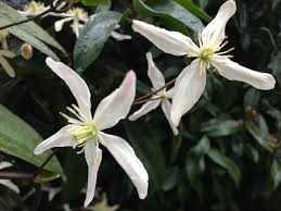 The casual observer may find little interest in the winter garden. Flowers Plan Now For Winter Blooms