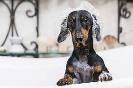 Dachshund dogs ten to grow hairs quickly, and their body becomes covered with fur within a short time. Do You Need To Groom A Dachshund I Love Dachshunds