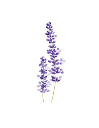 Lavendar Lavender Tattoo Flower Wall Art Watercolor Flowers