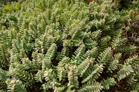 Image result for shrubby veronica hebe