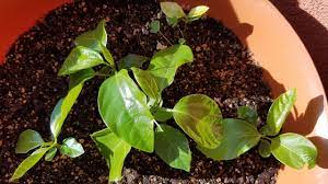 Det Er Ikke Kun Avocadostenene Du Skal Gemme Faktisk Er Der Mange Finheder Til Dine Potter Der Venter Pa At Blive Dyrket Hvis Plante Ideer Plante Blomster