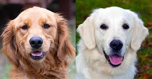 30 english cream golden 4 males 2 females. English Vs American Golden Retrievers Differences Similarities More Golden Hearts