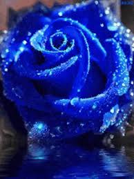 Download in under 30 seconds. Blue Rose Gifs Tenor
