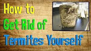 How To Get Rid Of Termites Yourself Chipptips Diy Termite Treatment Termite Treatment Termite Control