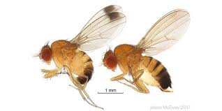 Permet à l'enfant étranger, après un voyage à l'étranger, de rentrer en france ou dans un pays de l'espace schengen. Mouche De La Cerise Vers Prevention Et Traitement