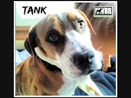 Like our website to share with others! Woodinville Pets Up For Adoption Tank Roscoe Nike More Woodinville Wa Patch