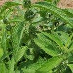 Image result for Leucas princei