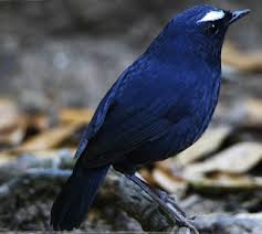 Burung decu juga sering kali terjun lansung di daratan untuk berburu makanan. Mengenal Lebih Dekat Burung Cingcoang Burung Mania