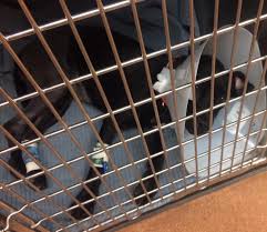 We did not find results for: Grant Reports For Shelter Id Nj113 Petfinder Foundation