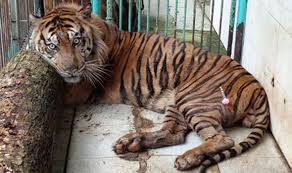 Fewer than 80,000 of these animals survive today, their habitats under constant threat of deforestation. Endangered Sumatran Tiger Dies At Filthy And Overcrowded Indonesian Zoo Nature News Express Co Uk