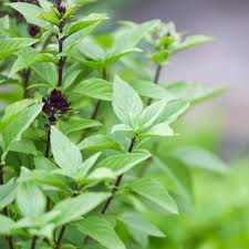 Image result for Ocimum basilicum