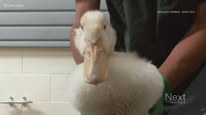 Our pet salon owner, hunter, who has 26 years of experience, provides quality grooming services with a gentle, compassionate, and loving approach. Denver Animal Shelter Has The Best Names For Its Adoptable Pets 9news Com