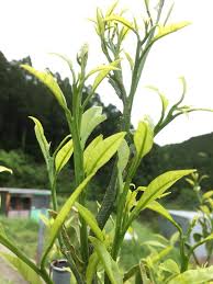 みかんは葉から出て枝が伸びる しあわせみかん山