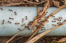 … so when they pick up your baking soda mixture and take it back to their nest, they're actually helping to kill all of the other ants in their colony. Does Baking Soda Kills Ants Not Just A Myth But Truth