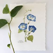 Blue Morning Glory Heavenly Blue Botanical Painting Of 3 Etsy In 2020 Blue Morning Glory Morning Glory Tattoo Botanical Painting The most popular variety of morning glory, these blue morning glory flowers are excellent for porches, trellises or fences. blue morning glory heavenly blue
