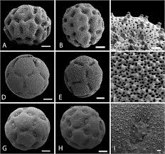 Image result for Xenostegia pinnata