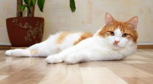 Cara menghilangkan bau tikus curut juga penting buat diketahui yaa, mengingat cerutu ini memang sering meninggalkan bau yang tidak sedang. Cara Menghilangkan Bau Kencing Kucing Dengan Mudah Blog Elevenia