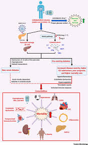 A recent study sought to explore the reasons why metformin isn't prescribed as widely as clinical guidelines suggest it should be. Therapeutic Potential Of Metformin In Covid 19 Reasoning For Its Protective Role Sciencedirect