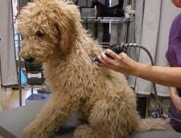 The l'or barista coffee machine is quick and easy to use, heating up within 25 seconds. Labradoodle Grooming Guide 2021 Lots Of Pictures We Love Doodles