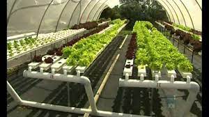 Aquaponics Farm Near Me Aquaponic