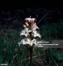 Image result for Menyanthaceae