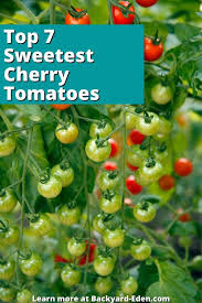 What to do with cherry tomatoes from the garden. Top 7 Sweetest Cherry Tomatoes To Grow In Your Garden Backyard Eden