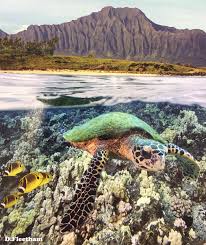 O'ahu Hawksbill Sea Turtle Sightings: HIhawksbills.org