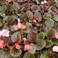 Pin Di Flowers Begonias