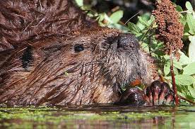 Bobr Foto Neutomimyj Stroitel Plotin Smotri Bolshe Http Kot Pes Com Bobr Foto