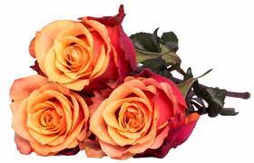 Feel free to call to order your very own custom flower arrangement. Best Online Thanksgiving Flowers Finding Sea Turtles