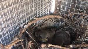 If you need to move the nest, you may need a permit. How To Relocate A Birds Nest Youtube