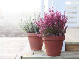 Blooming flowers cactus outdoor pots outdoor winter plants winter flowers winter landscape winter garden planting flowers flowers garden. Growing Winter Flowering Heathers Saga