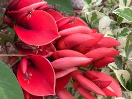 Image result for Erythrina afra