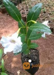 Melayani partai kecil dan partai besar. Bibit Pohon Tabebuya Bunga Pink Kuning Bandung Jualo