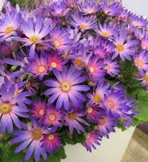 Image result for Pericallis