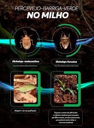 Inseticida Engeo® Pleno S (milho) | Portal Syngenta