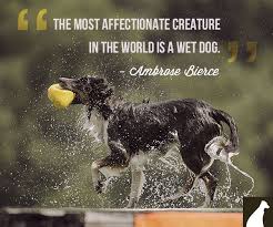 The Most Affectionate Thing In The World Is A Wet Dog Or A Cat When You Get Out Of The Shower Dog Quotes Funny Dog Quotes Animal Quotes