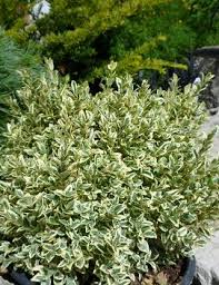 Glossy, medium green leaves are edged with gold. Buxus Microphylla Golden Dream Peergold Pp16052 From Nvk Nurseries