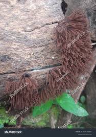 Image result for Stemonitis splendens