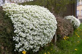 Image result for Arabis alpina