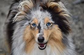 De medische benaming voor dit verschijnsel is heterochromie. Dit Zijn De 10 Populairste Hondenrassen Met Blauwe Ogen