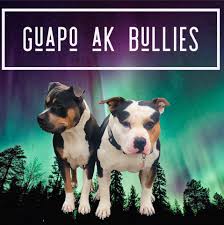 Search for a pet, rescue group or article. Alaska Dog And Puppy Rescue Home Facebook