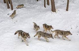 Continue reading 17 hours ago. Deputy Governor Of Tyrol Examining The Possibility Of Shooting Wolves Themayor Eu