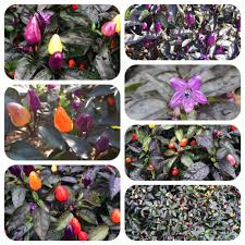 There are 234 bolivian rainbow for sale on etsy, and they cost 14,17 $ on average. Bolivian Rainbow Bunte Chili Sehr Dekorative Chilli Regenbogen