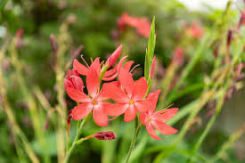 Image result for Hesperantha