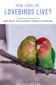 Lifespan Of A Lovebird How Long Do Lovebirds Live Psittacology